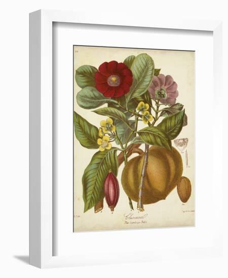 Twining Botanicals I-Elizabeth Twining-Framed Art Print