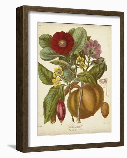 Twining Botanicals I-Elizabeth Twining-Framed Art Print