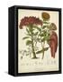 Twining Botanicals II-Elizabeth Twining-Framed Stretched Canvas