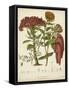 Twining Botanicals II-Elizabeth Twining-Framed Stretched Canvas