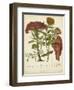 Twining Botanicals II-Elizabeth Twining-Framed Art Print