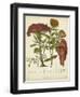 Twining Botanicals II-Elizabeth Twining-Framed Art Print