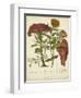 Twining Botanicals II-Elizabeth Twining-Framed Art Print