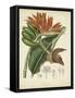 Twining Botanicals III-Elizabeth Twining-Framed Stretched Canvas