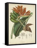 Twining Botanicals III-Elizabeth Twining-Framed Stretched Canvas