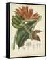 Twining Botanicals III-Elizabeth Twining-Framed Stretched Canvas