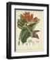 Twining Botanicals III-Elizabeth Twining-Framed Art Print