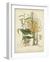 Twining Botanicals VII-Elizabeth Twining-Framed Art Print