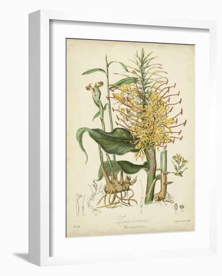 Twining Botanicals VII-Elizabeth Twining-Framed Art Print