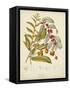 Twining Botanicals VIII-Elizabeth Twining-Framed Stretched Canvas