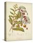 Twining Botanicals VIII-Elizabeth Twining-Stretched Canvas