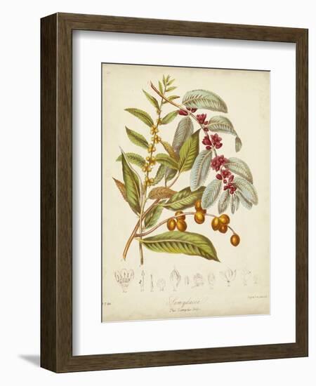 Twining Botanicals VIII-Elizabeth Twining-Framed Art Print