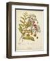 Twining Botanicals VIII-Elizabeth Twining-Framed Art Print