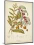 Twining Botanicals VIII-Elizabeth Twining-Mounted Art Print