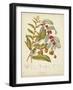 Twining Botanicals VIII-Elizabeth Twining-Framed Art Print