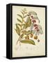 Twining Botanicals VIII-Elizabeth Twining-Framed Stretched Canvas