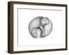 Twins-Albert Koetsier-Framed Premium Giclee Print