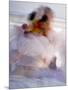 Twirling Female Dancer, San Miguel De Allende, Mexico-Nancy Rotenberg-Mounted Photographic Print