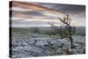Twisted Hawthorn Trees Growing Through the Limestone Pavement on Twistleton Scar, Yorkshire-Adam Burton-Stretched Canvas