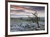 Twisted Hawthorn Trees Growing Through the Limestone Pavement on Twistleton Scar, Yorkshire-Adam Burton-Framed Photographic Print