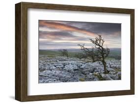 Twisted Hawthorn Trees Growing Through the Limestone Pavement on Twistleton Scar, Yorkshire-Adam Burton-Framed Photographic Print