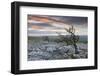 Twisted Hawthorn Trees Growing Through the Limestone Pavement on Twistleton Scar, Yorkshire-Adam Burton-Framed Photographic Print