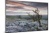Twisted Hawthorn Trees Growing Through the Limestone Pavement on Twistleton Scar, Yorkshire-Adam Burton-Mounted Photographic Print