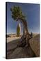 Twisted juniper growing from the granite rocks, Joshua Tree National Park-Judith Zimmerman-Stretched Canvas