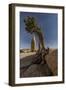 Twisted juniper growing from the granite rocks, Joshua Tree National Park-Judith Zimmerman-Framed Photographic Print