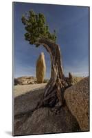 Twisted juniper growing from the granite rocks, Joshua Tree National Park-Judith Zimmerman-Mounted Photographic Print