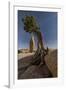 Twisted juniper growing from the granite rocks, Joshua Tree National Park-Judith Zimmerman-Framed Photographic Print