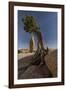 Twisted juniper growing from the granite rocks, Joshua Tree National Park-Judith Zimmerman-Framed Photographic Print