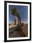 Twisted juniper growing from the granite rocks, Joshua Tree National Park-Judith Zimmerman-Framed Photographic Print