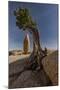 Twisted juniper growing from the granite rocks, Joshua Tree National Park-Judith Zimmerman-Mounted Photographic Print