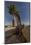 Twisted juniper growing from the granite rocks, Joshua Tree National Park-Judith Zimmerman-Mounted Premium Photographic Print