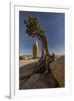 Twisted juniper growing from the granite rocks, Joshua Tree National Park-Judith Zimmerman-Framed Photographic Print