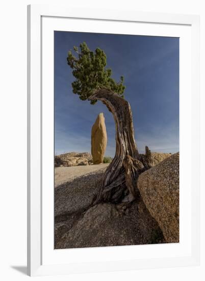 Twisted juniper growing from the granite rocks, Joshua Tree National Park-Judith Zimmerman-Framed Photographic Print