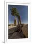 Twisted juniper growing from the granite rocks, Joshua Tree National Park-Judith Zimmerman-Framed Photographic Print