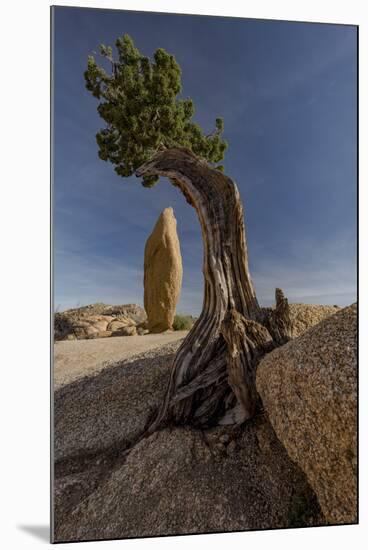 Twisted juniper growing from the granite rocks, Joshua Tree National Park-Judith Zimmerman-Mounted Photographic Print