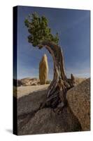 Twisted juniper growing from the granite rocks, Joshua Tree National Park-Judith Zimmerman-Stretched Canvas