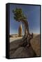 Twisted juniper growing from the granite rocks, Joshua Tree National Park-Judith Zimmerman-Framed Stretched Canvas