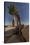 Twisted juniper growing from the granite rocks, Joshua Tree National Park-Judith Zimmerman-Stretched Canvas