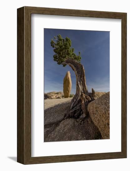 Twisted juniper growing from the granite rocks, Joshua Tree National Park-Judith Zimmerman-Framed Photographic Print