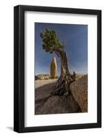 Twisted juniper growing from the granite rocks, Joshua Tree National Park-Judith Zimmerman-Framed Photographic Print