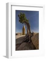 Twisted juniper growing from the granite rocks, Joshua Tree National Park-Judith Zimmerman-Framed Photographic Print