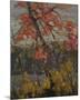Twisted Maple-Tom Thomson-Mounted Giclee Print