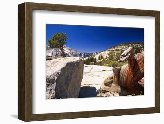 Twisted Pine Tree at Olmstead Point-George Oze-Framed Photographic Print