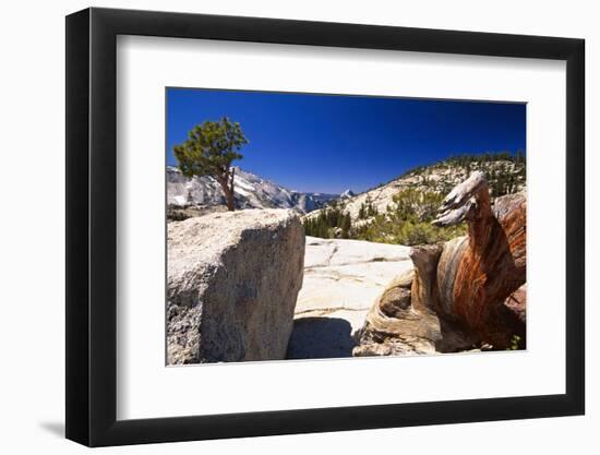 Twisted Pine Tree at Olmstead Point-George Oze-Framed Photographic Print