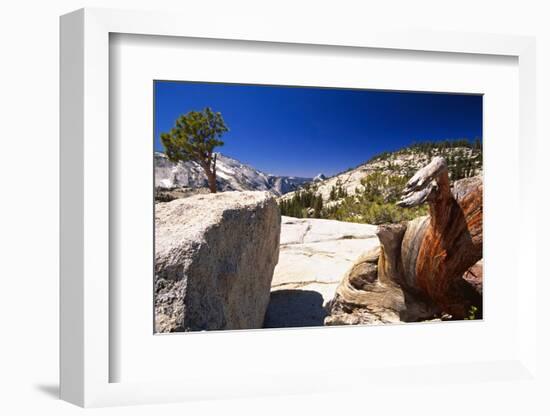 Twisted Pine Tree at Olmstead Point-George Oze-Framed Photographic Print