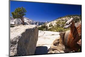 Twisted Pine Tree at Olmstead Point-George Oze-Mounted Photographic Print